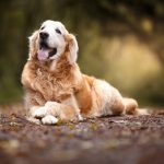 Beautiful golden retriever dog lying in the forest