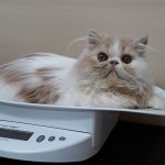 Mr Fluff